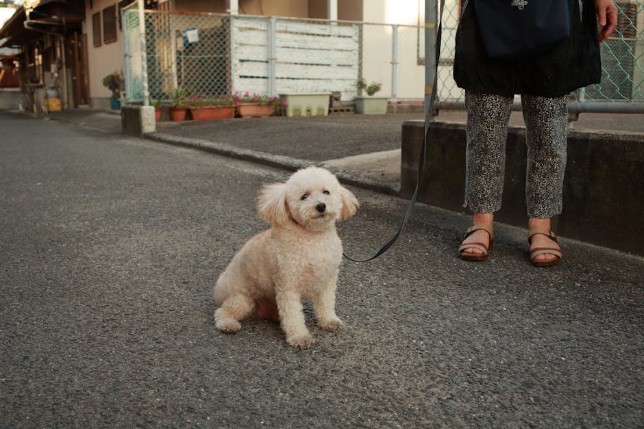 Professional dog walking service
