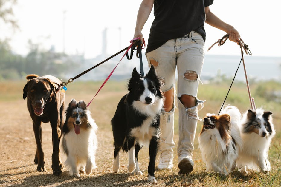 Happy dog enjoying professional walking service with certified pet care specialist in beautiful outdoor setting